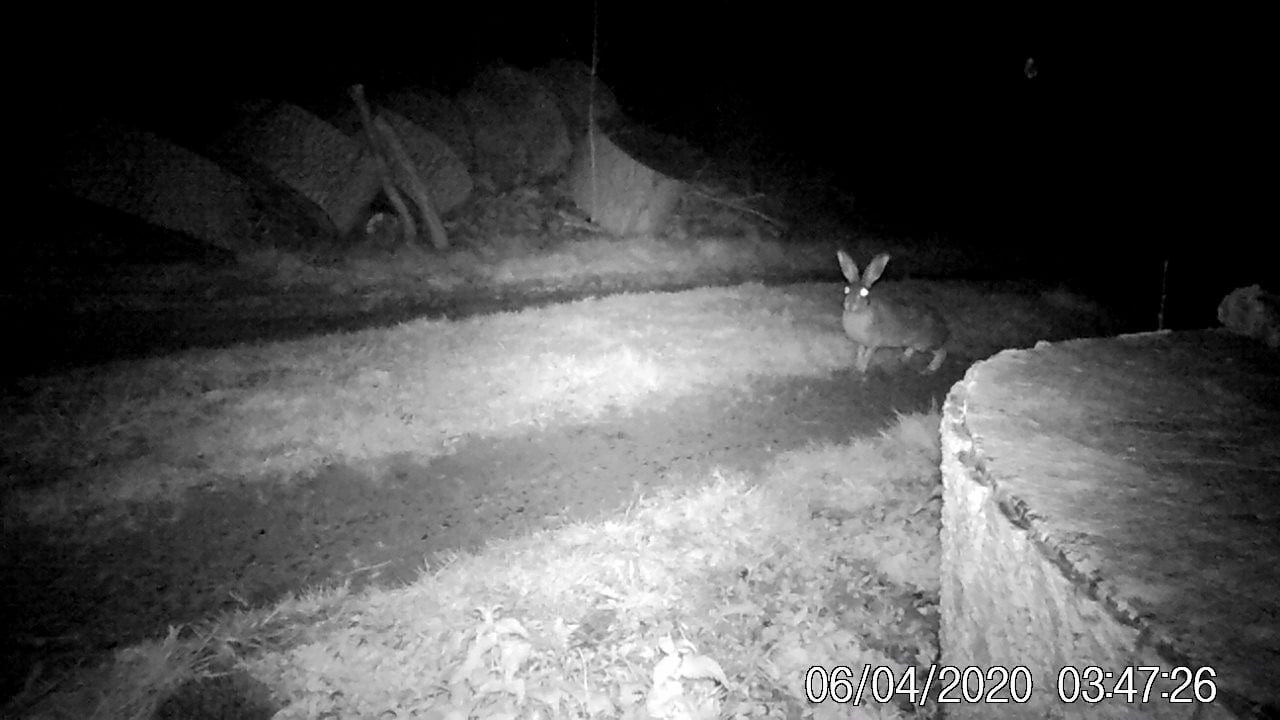 Hase in der Auffahrt